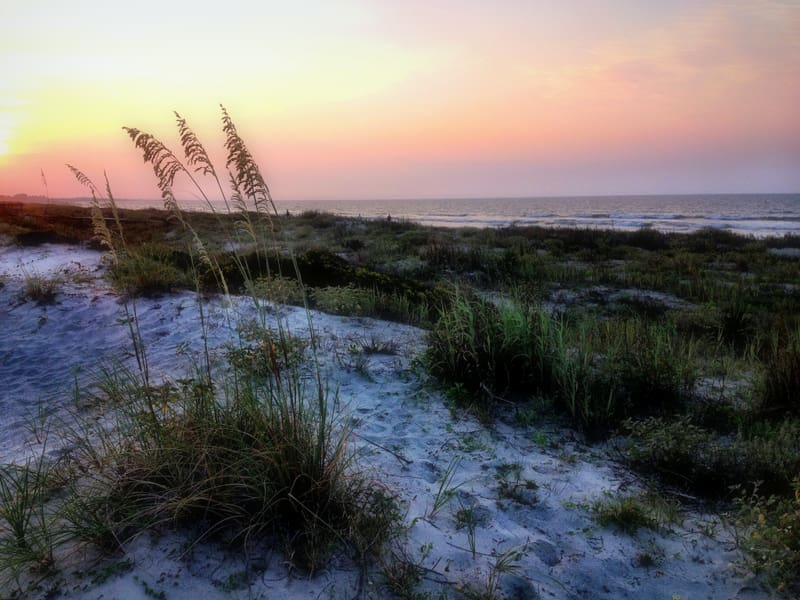 Sea oats bend in the wind along the U.S. coastline.
