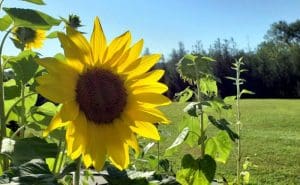 Sunflowers blossom on Fenwick Mountain.