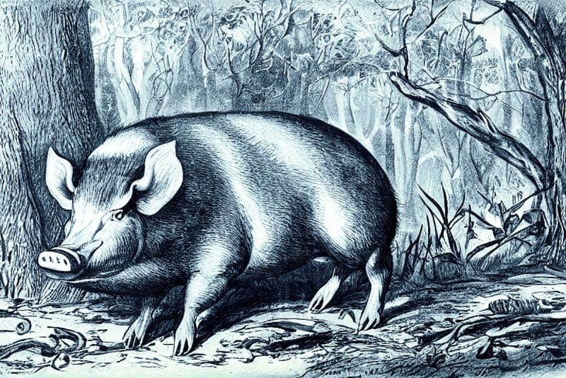 Hog In West Virginia Forest