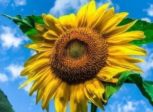 As sunflower captures the radiance of the sun itself near Shinnston, West Virginia.