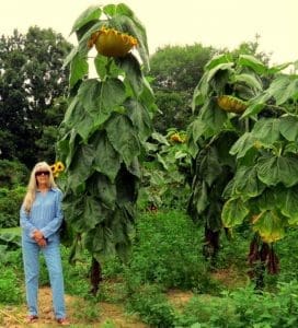 Bonnie Taylor stopped to document a garden of giant sunflowers in Wirt County.