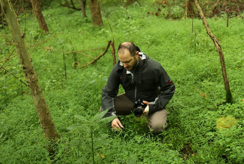 WVU Professor Examines Invasive Grass in West Virginia