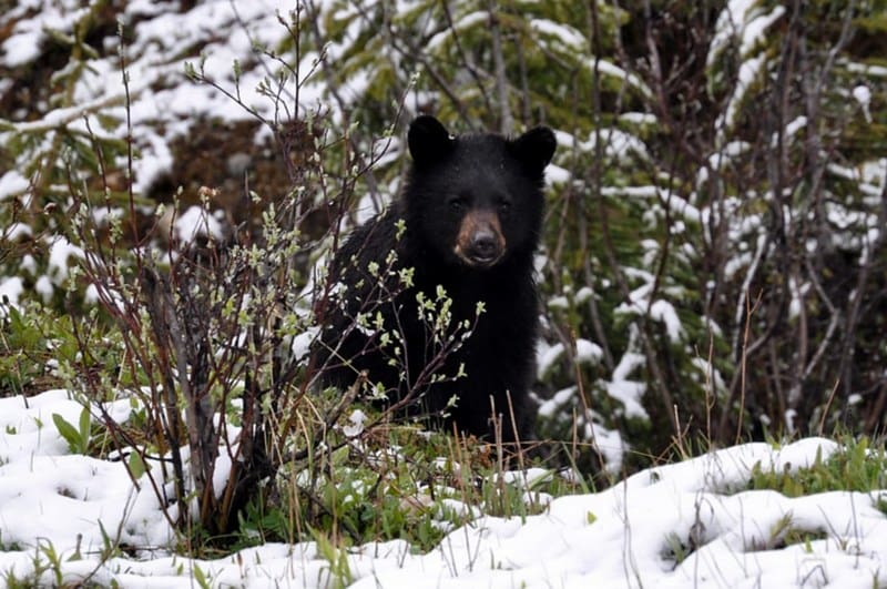 A young black bear peers out from a thicket.