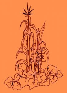 The Three Sisters of Native America—corn, beans, and squash.