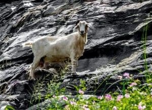 The Powell Mountain goat once grazed the cliffs along US-19.