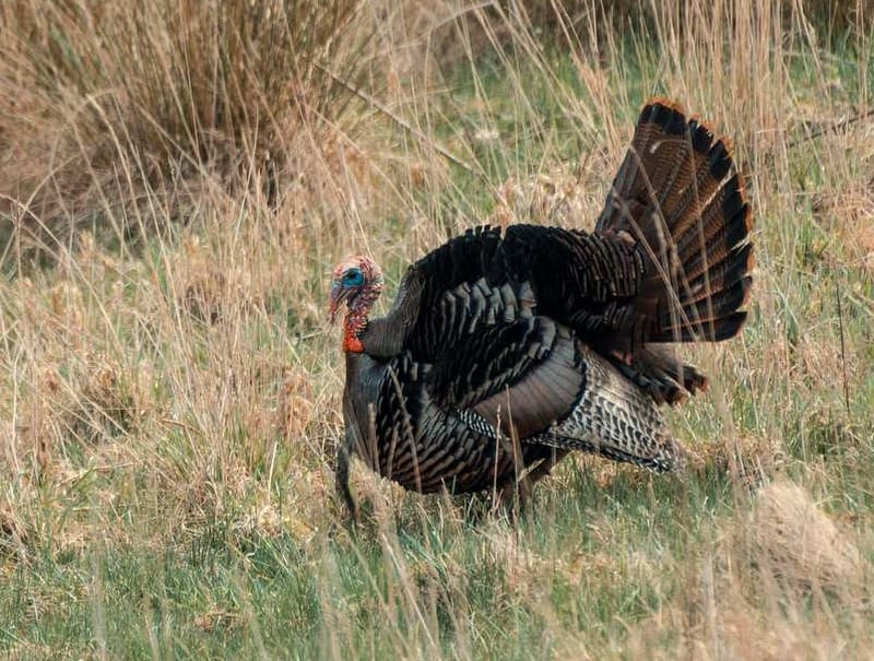 Turkey in West Virginia A wild tom turkey puffs up in a West Virginia glade.