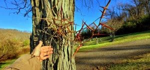 Long thorns grow in clusters on a thorny locust tree.