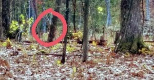 Does this cell-phone photo show a bigfoot in the woods near Danese, West Virginia, east of the New River Gorge?