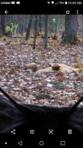 A full-sized screenshot of the clearing from the hunting blind.