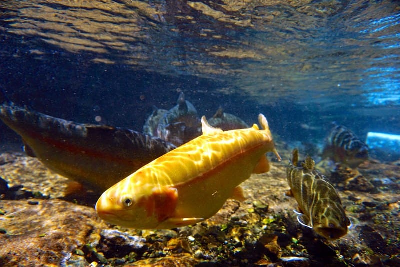 The star of the Gold Rush, a golden trout darts through a West Virginia stream.
