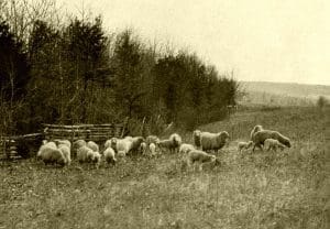 The old-time breed of sheep raised in the mountains was small but hardy and adapted to spending its time in the woods.