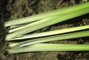 Cut cattail leaves are ready for a salad.