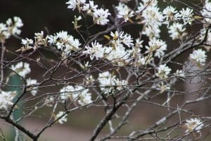 Snow-white petals of Amalenchier flowers.