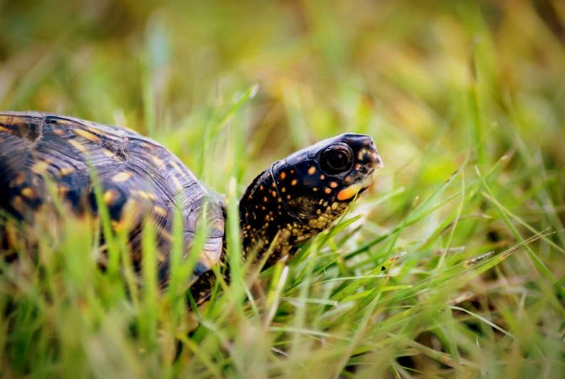 Eastern Box Turtle An eastern box turtle traverses a lawn in West Virginia. (Photo courtesy W.Va. Dept. of Commerce)