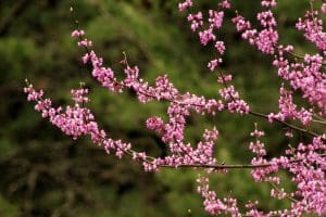Spring-blooming redbud blossoms cluster along a branch.