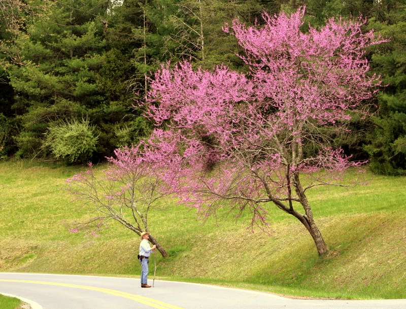 Redbud trees flower along a roadside at Twin Falls State Park.