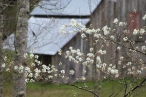 A sarvis tree blossoms on the edge of a barnyard in Wyoming County near Twin Falls State Park.