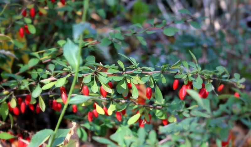 Japanese barberry has been added to the West Virginia “noxious weeds” list as part of an effort to control the invasive plant.