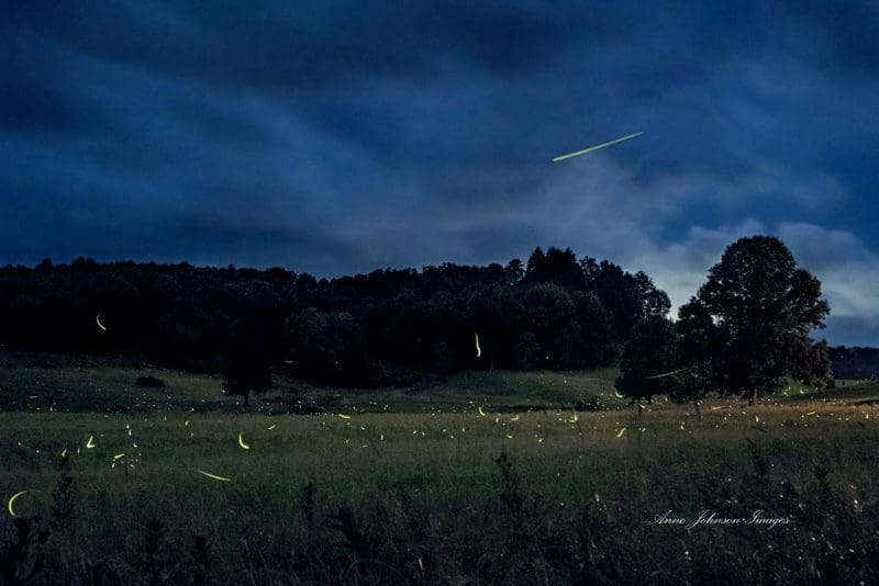 Fireflies dance in a field in Nicholas County, West Virginia.