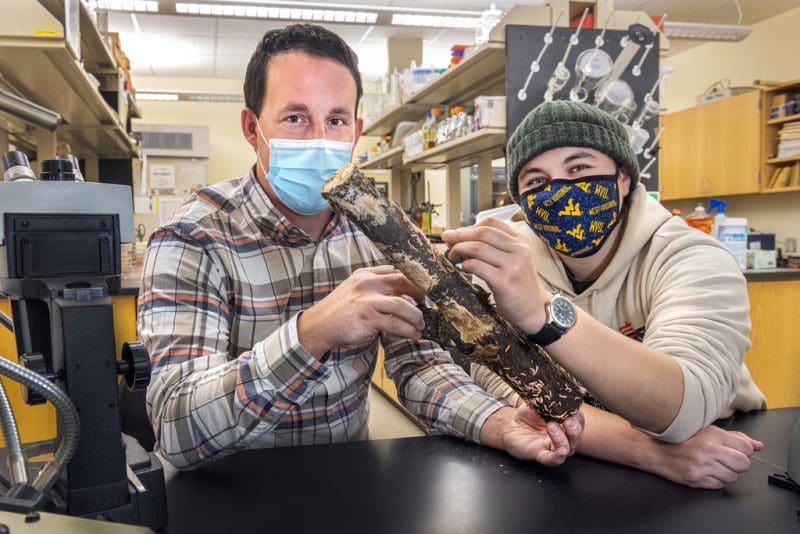 WVU professor Matt Kasson and graduate student Angie Macias work on millipede research in their lab.
