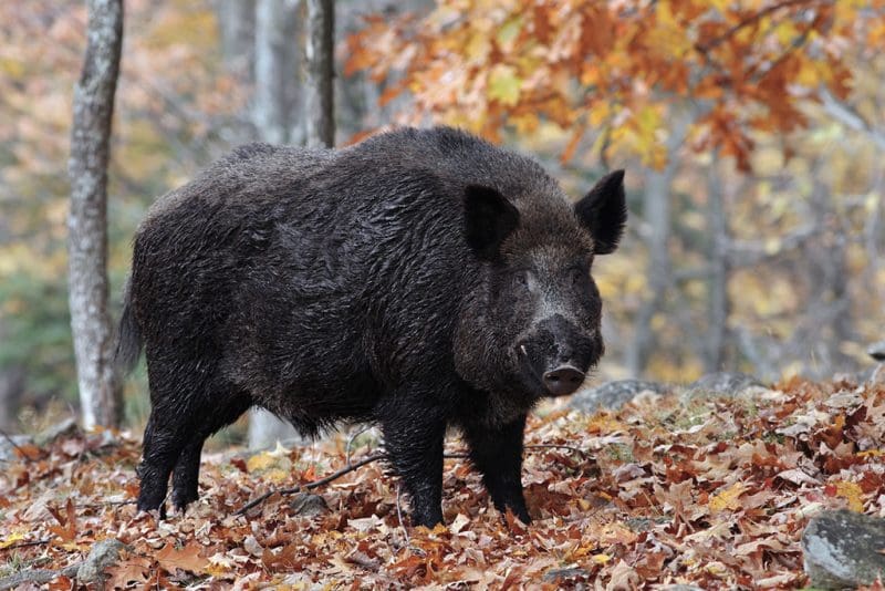 Wild boar still range across isolated mountain hollows in Logan County.