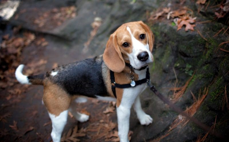 Beagles are among the most popular dog breeds in West Virginia.
