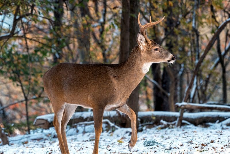 A white-tailed deer walks gingerly through a snowy West Virginia woodland. (Photo courtesy W.Va. Dept. of Commerce)