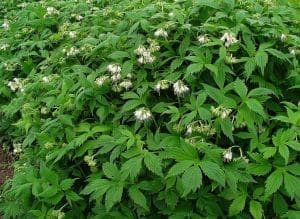 A bed of Hydrophyllum virginianum comes into flower.