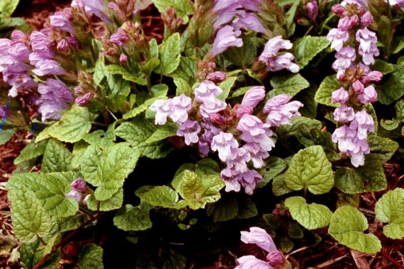 Meehania cordata blossoms at Sunshine Farm and Gardens Wholesale Nursery.
