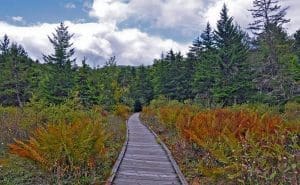 Boardwalk at the Cranberry Glades Botanical Area allows visitors to observe bog wildlife.