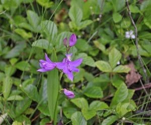 A grass pink orchid puts on a show at Cranberry Glades.