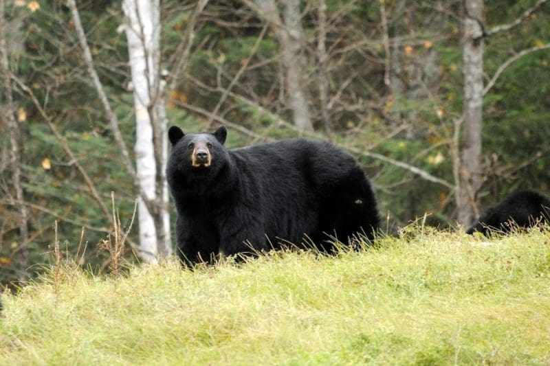 A black bear pauses to investigate a photographer in West Virginia.