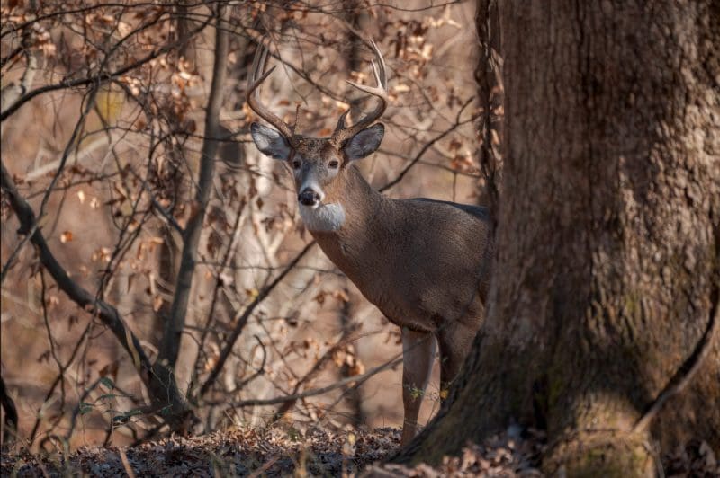 A white-tailed deer peers out from behind a red oak.