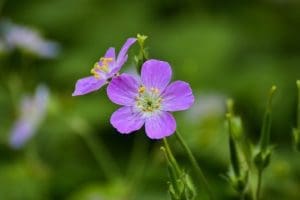 Geranium can be found growing wild in West Virginia.
