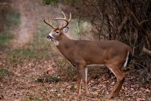 Hunters harvested 49,662 bucks during the state’s two week buck firearms season.
