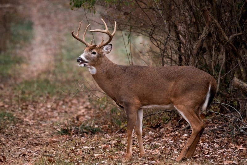 Hunters harvested 49,662 bucks during the state’s two week buck firearms season.