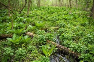 Mature skunk cabbage blossoms in a wetland.