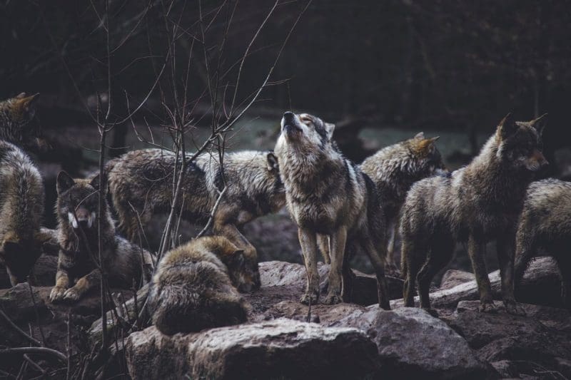 Wolf pack by Thomas Bonometti Wolves in North America most often live in packs of about eight.