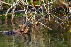 A beaver gnaws at woody debris in a West Virginia stream.