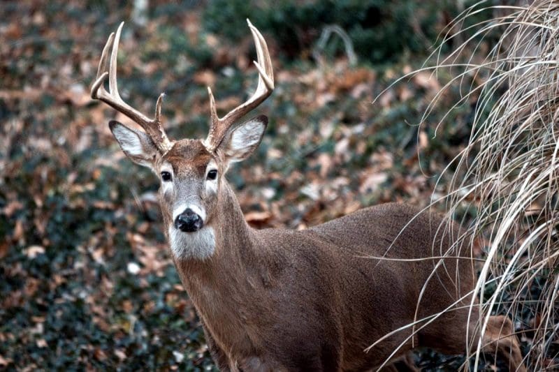 A buck peers out from behind a shock of grass in a West Virginia countryside.