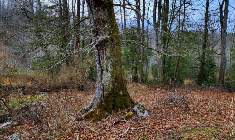 Moss grows thick on the north side of a tree in Wyoming County, West Virginia.