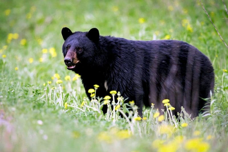 A black bear ambles through a meadow in West Virginia.