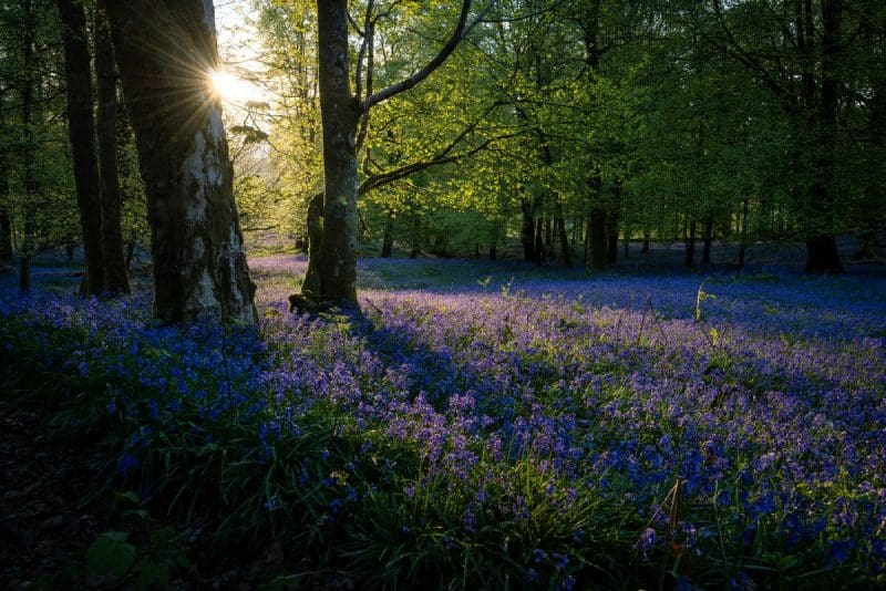 Bluebells fill a forest glade in West Virginia.