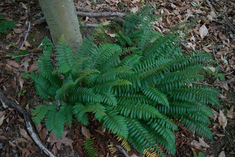 Polystichum acrostichoides thrives on a wooded hillside. (Source: Wikipedia)