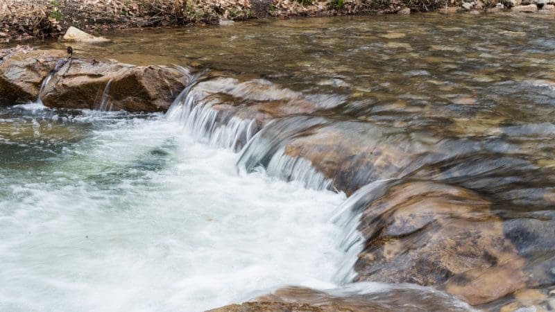 The restoration of Davis Creek paves the way for trout fishing in the forest.