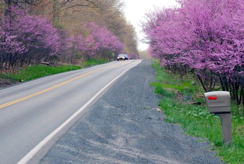 Rural Road In West Virginia