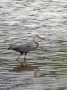 A blue heron stalks its prey in the Ohio River Islands National Wildlife Refuge.