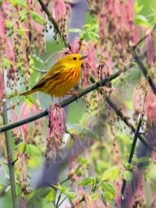 Yellow Warbler In Boxelder in West Virginia