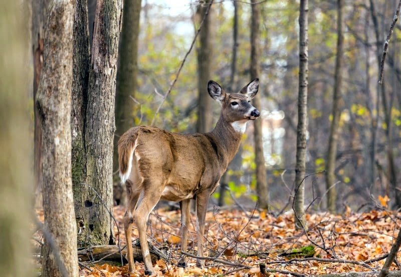 Anterless Deer In West Virginia
