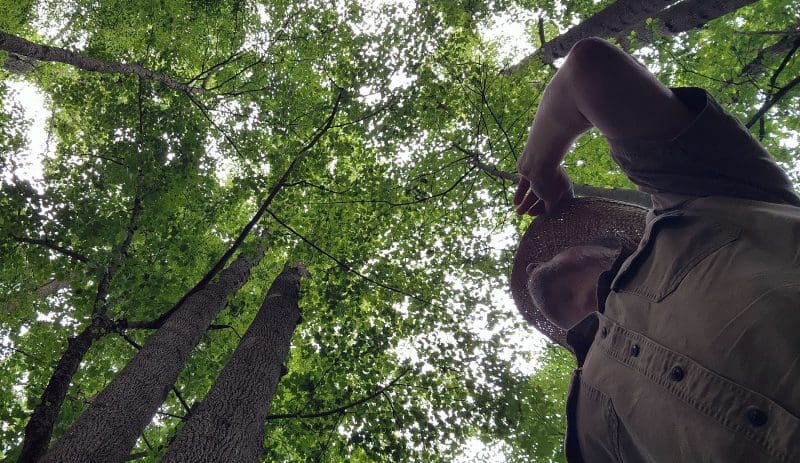 David Sibray Visits Grove Of Tulip Poplar in West Virginia